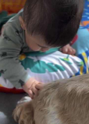 背中を撫でられる犬2