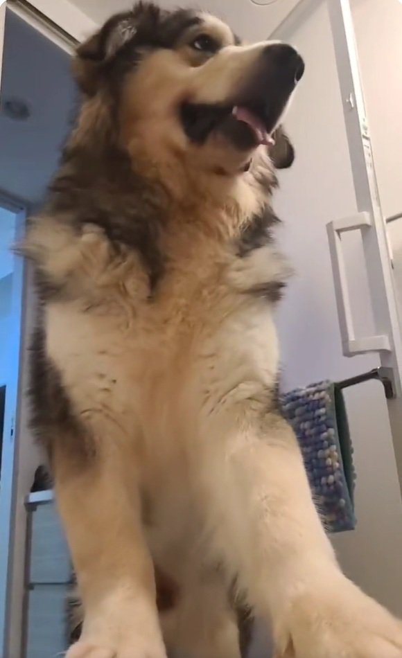 超大型犬のぽてまる君