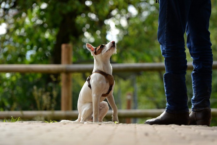 おすわりしながら待つ犬