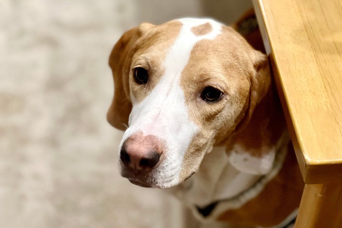 家具の下にいる犬の顔のアップ