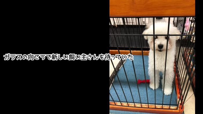 売れ残った犬