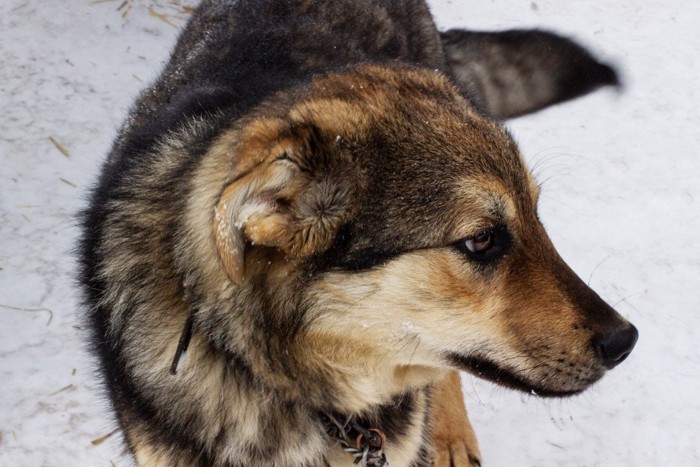 目を合わせようとしない犬