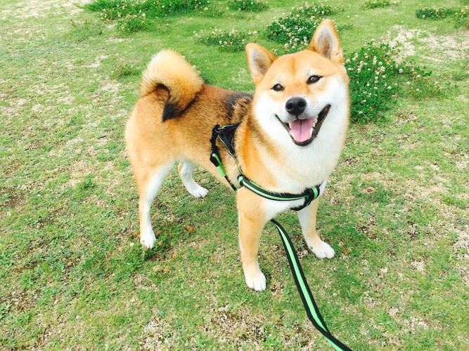 芝生の上に立つリードをつけた柴犬