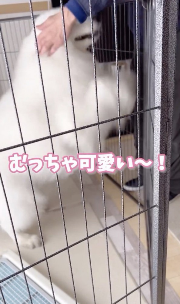 ナデナデ