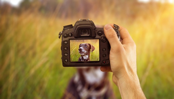 写真を撮られている犬