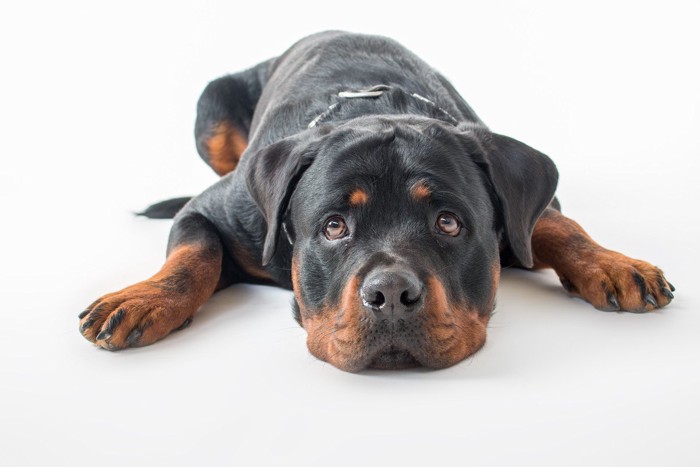 上目遣いの犬