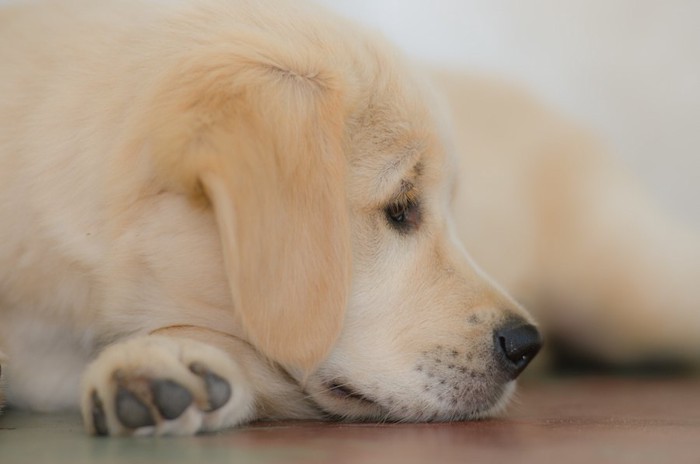 ゴールデンの子犬の横顔