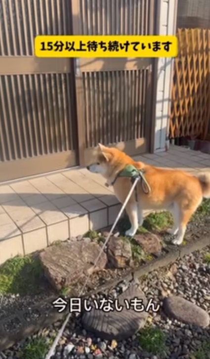 健気に待ち続けるおもちくん