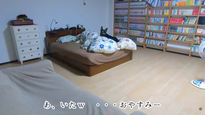 おやすみなさい♪