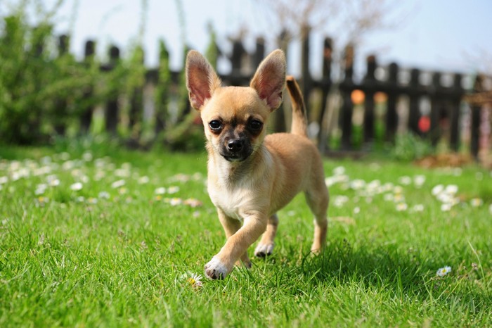 芝生の上を歩くフォーン色のチワワの子犬