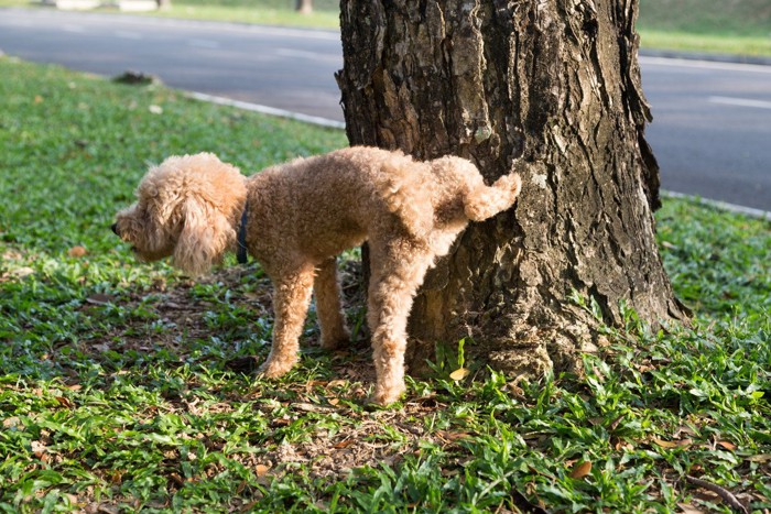 木にマーキングする犬