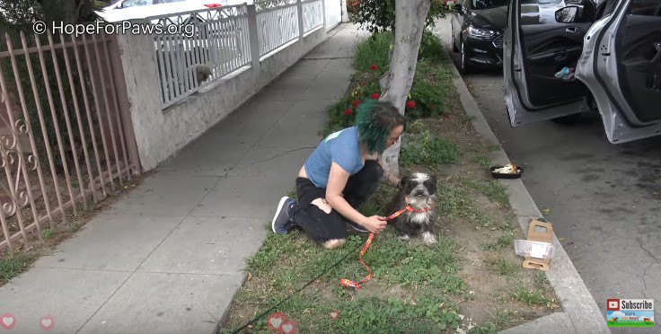 つかまえた犬をなだめる