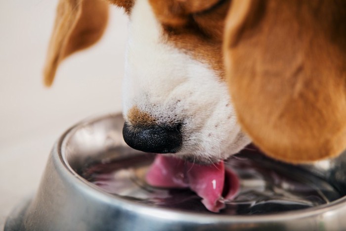 水を飲む犬の口元アップ