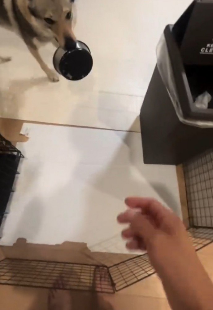 咥えた皿を飼い主のところへ持ってきた犬