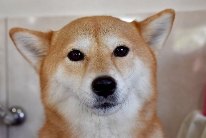 不安顔で見つめる柴犬