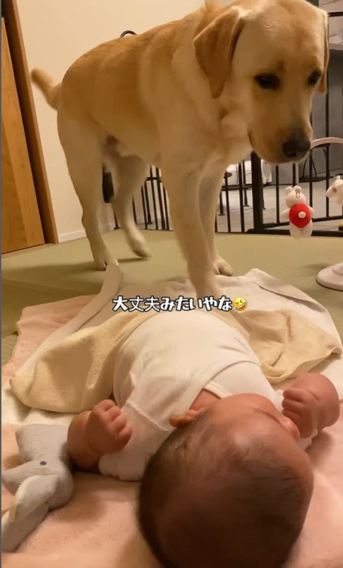 赤ちゃんのお世話をするこんぶ君7