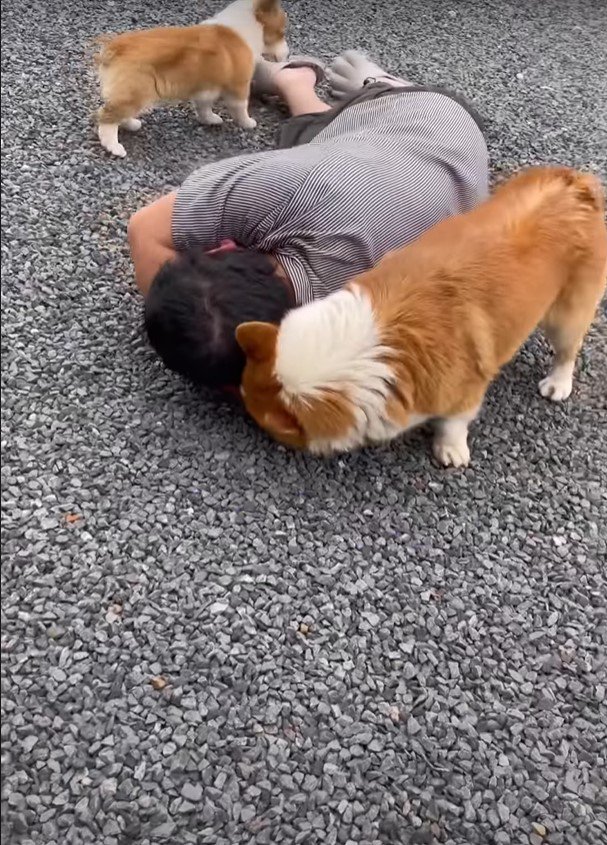 せわがやけるという犬