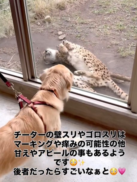 ゴロスリするチーター1