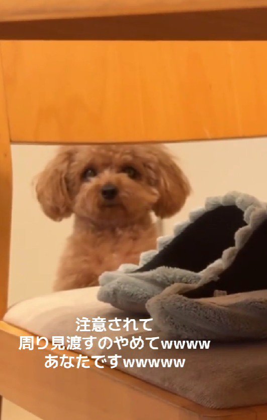 「え…なんのこと?」