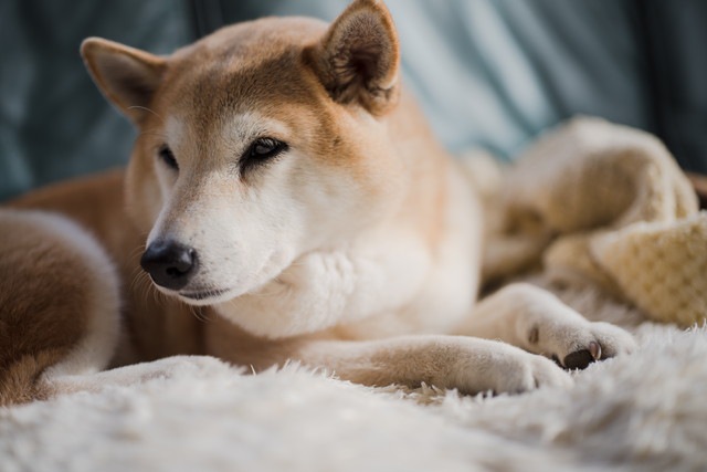 暗い表情の柴犬