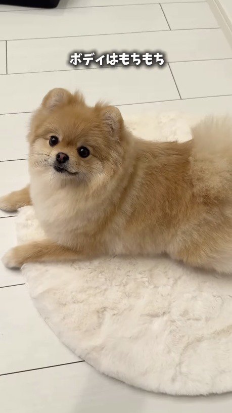 伏せをして飼い主を見つめる犬