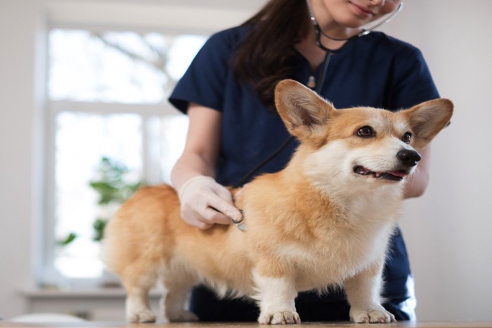 健康診断を受ける犬