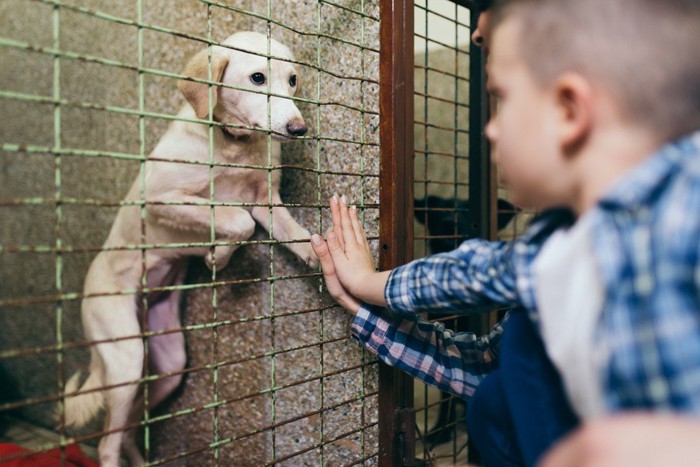 保護犬と会う家族