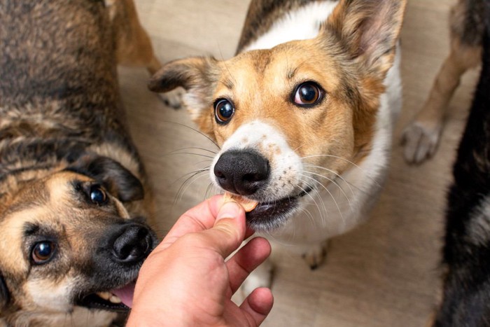 おやつを貰った犬