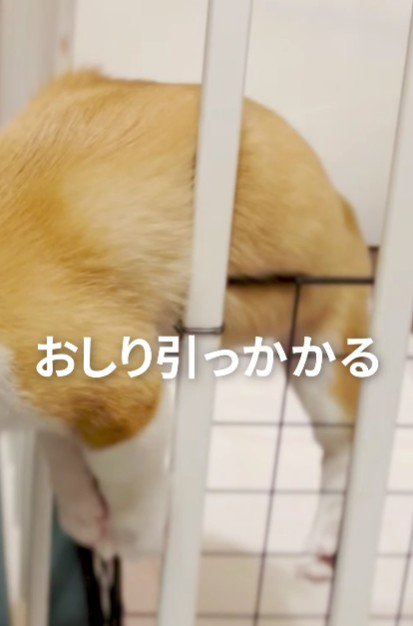 お尻が詰まってる！！