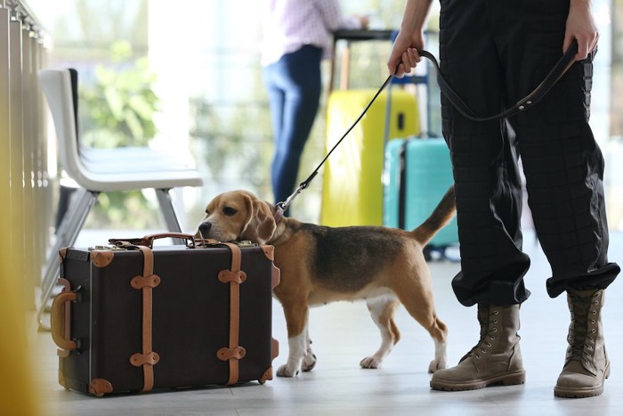 荷物のにおいをかぐビーグル犬