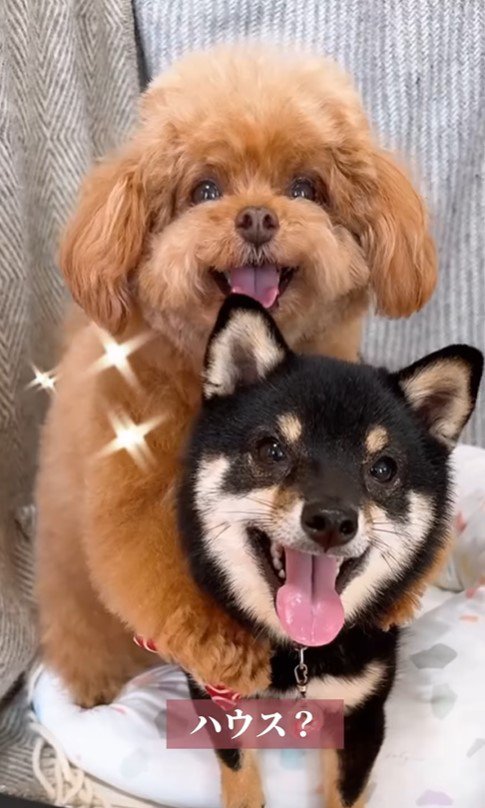 もっちゃん＆ふーちゃんのハウス5