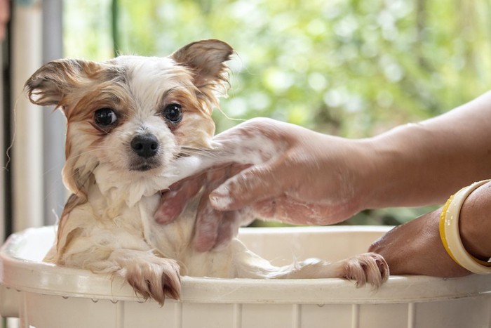 シャンプーされている犬