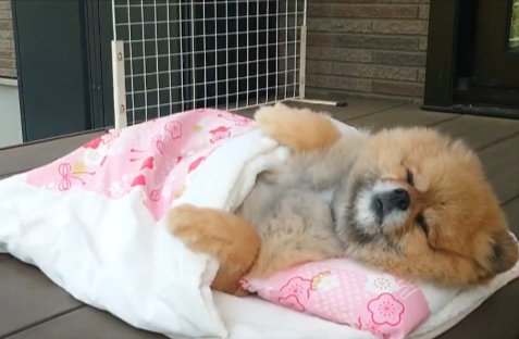 お昼寝