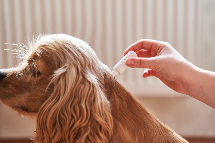 フロントラインではない薬剤を滴下されている犬