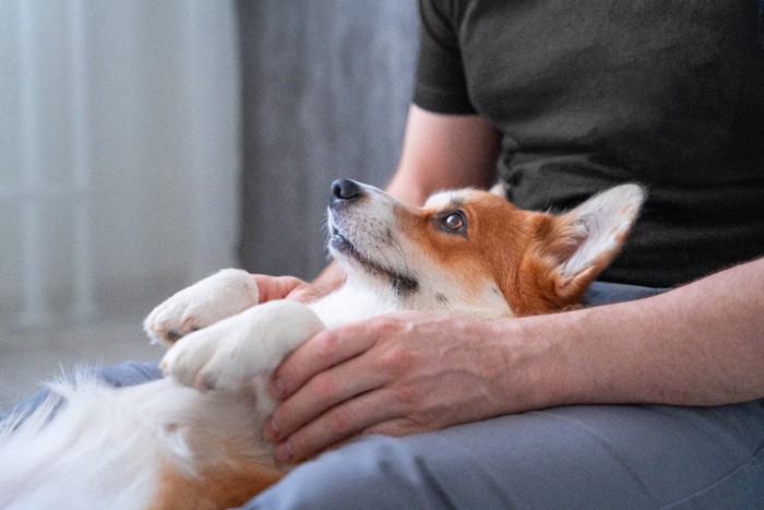 足の上に寝転ぶ犬