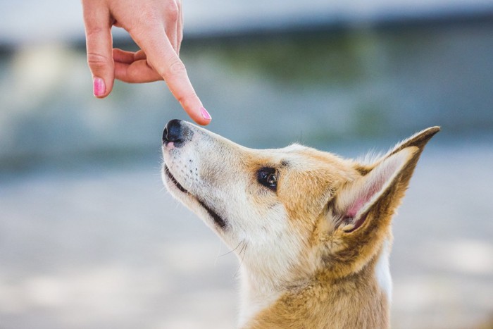 鼻を触る指と犬