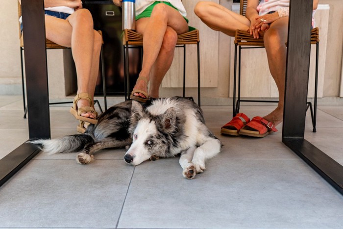 テーブルの下に犬、3人の足元