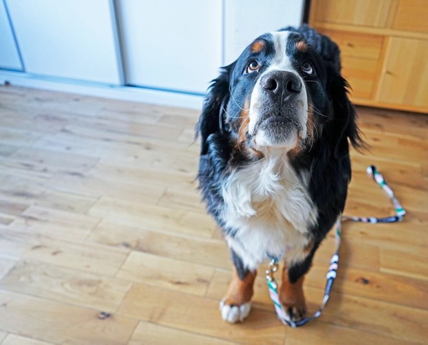 リードを付けて見上げる犬