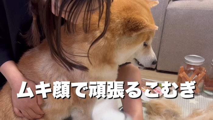 ムキ顔で頑張るこむぎちゃん
