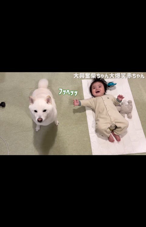 はしゃぐおまめ君＆笑う赤ちゃん6