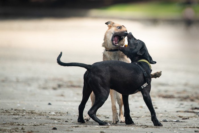 黒い犬と茶色い犬が砂浜で遊んでいる