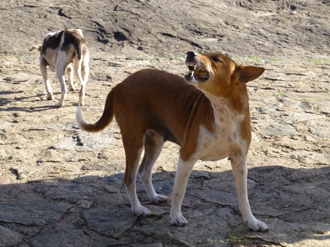 吠える野良犬