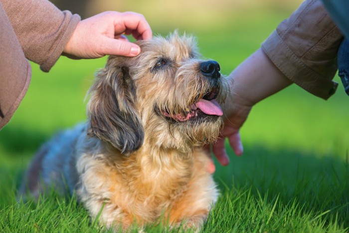 人に触られている芝生の上に立つ犬