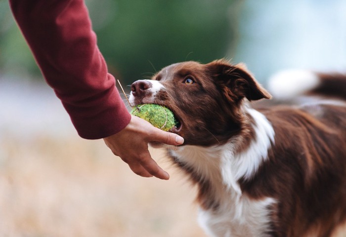 ボールを返す犬