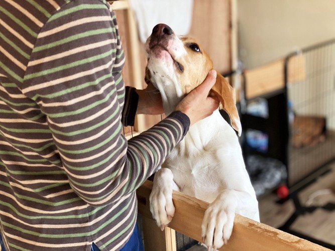 両手で首を撫でられる犬