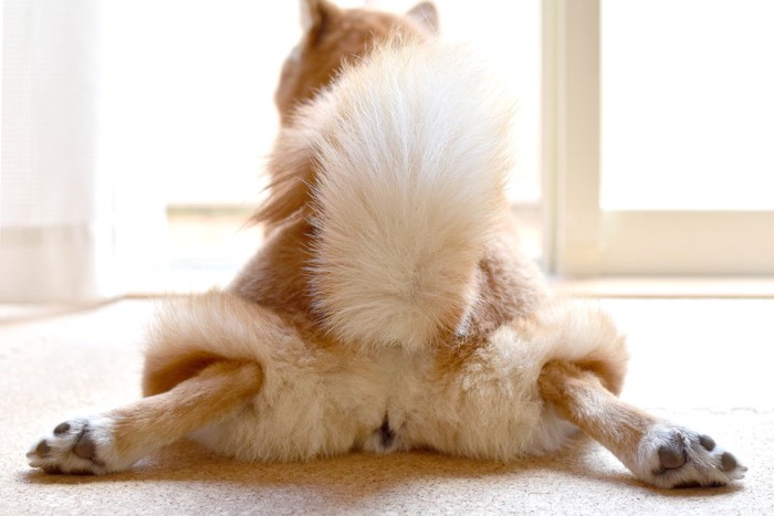 柴犬の後ろ姿、おしり