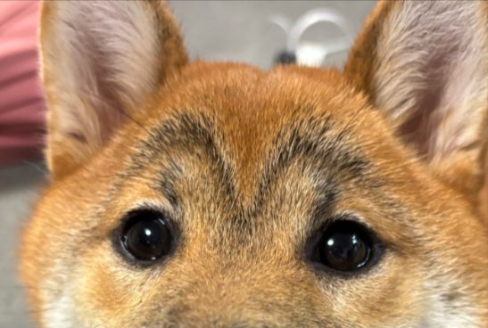 かもめ