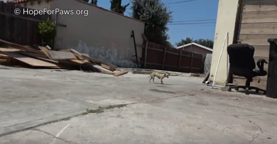 作業場にたたずむ犬