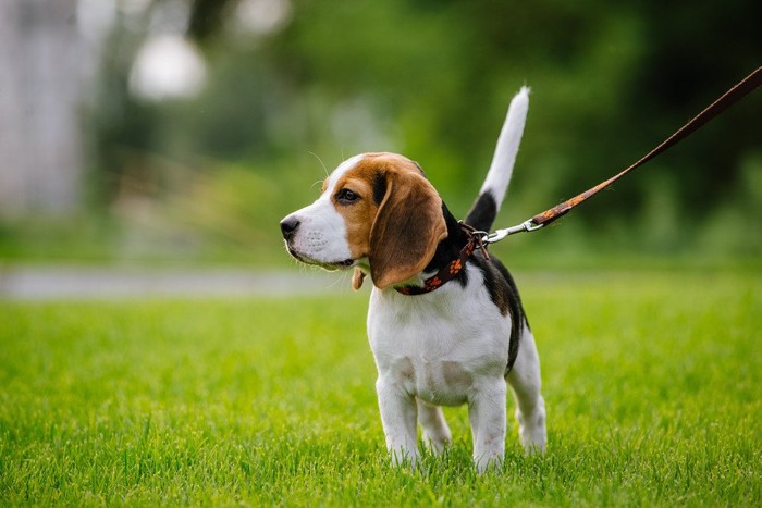 散歩するビーグルの子犬