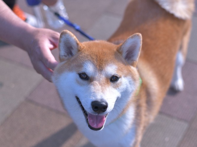 笑顔の柴犬を撫でる手